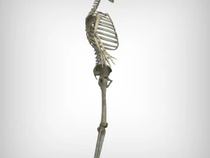 Skeletal System 3D Model