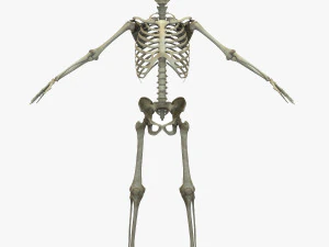 Skeletal System 3D Model