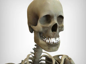 Skeletal System 3D Model