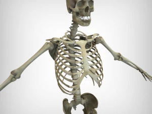 Skeletal System 3D Model