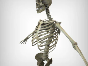Skeletal System 3D Model