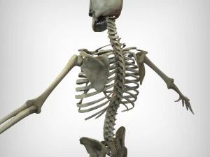 Skeletal System 3D Model
