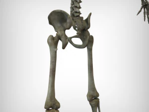 Skeletal System 3D Model