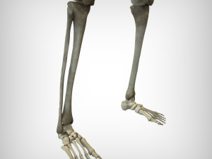 Skeletal System 3D Model