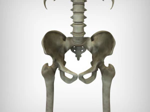 Skeletal System 3D Model