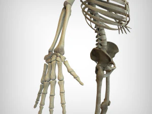 Skeletal System 3D Model