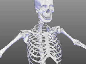 Skeletal System 3D Model