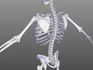 Skeletal System 3D Model
