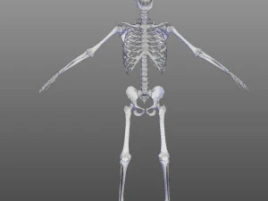 Skeletal System 3D Model