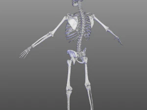 Skeletal System 3D Model