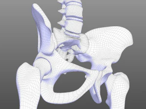 Skeletal System 3D Model