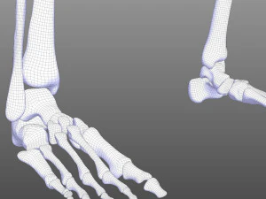Skeletal System 3D Model