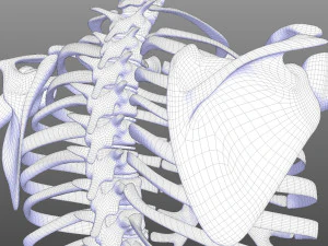 Skeletal System 3D Model