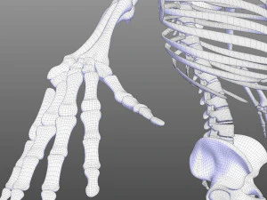 Skeletal System 3D Model