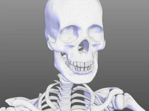 Skeletal System 3D Model