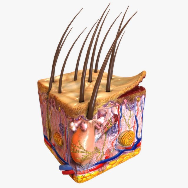 Skin Anatomy 3D 模型 .c4d .max .obj .3ds .fbx .stl .blend 
