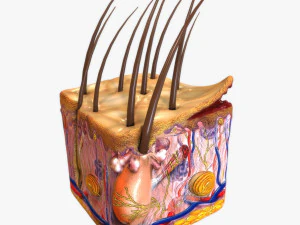 Anatom&iacute;a de la piel Modelo 3D
