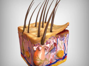Skin Anatomy 3D Model