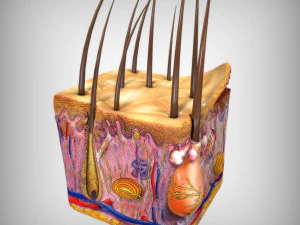 Skin Anatomy 3D Model