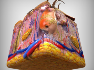 Skin Anatomy 3D 模型