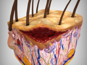 Skin Anatomy 3D 模型