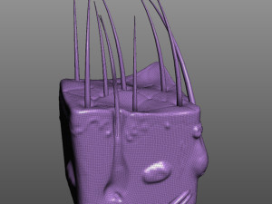 Skin Anatomy 3D 模型