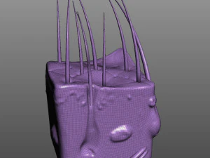 Skin Anatomy 3D Model