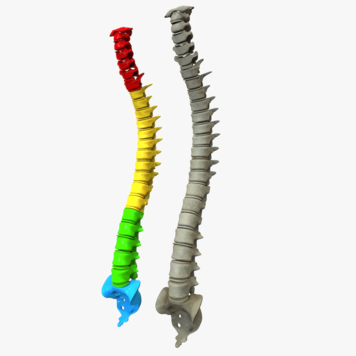 Human Vertebral Column 3D Model .c4d .max .obj .3ds .fbx .stl .blend 