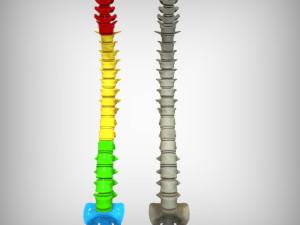 Human Vertebral Column Model 3D