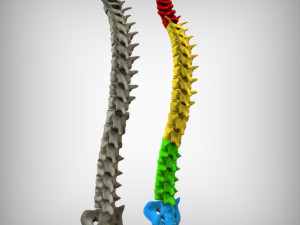 Human Vertebral Column Model 3D