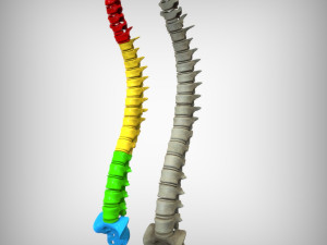 Human Vertebral Column Model 3D