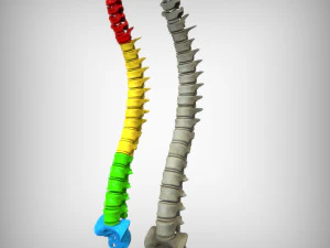 Human Vertebral Column 3D Model