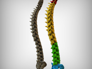 Human Vertebral Column Model 3D
