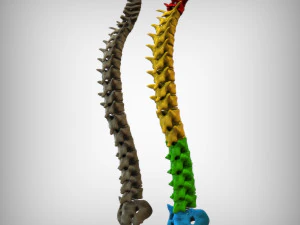 Human Vertebral Column 3D Model
