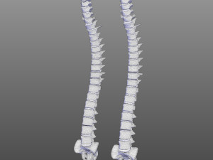 Human Vertebral Column Model 3D