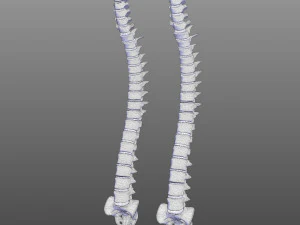 Human Vertebral Column 3D Model