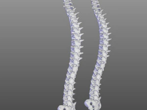 Human Vertebral Column 3D Model