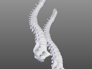 Human Vertebral Column Model 3D
