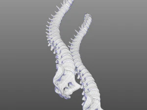 Human Vertebral Column 3D Model