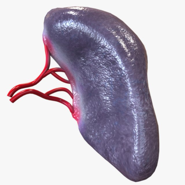 Human Spleen Model 3D .c4d .max .obj .3ds .fbx .stl .blend 
