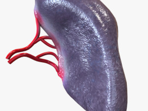 Human Spleen 3D Модель