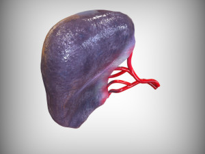 Human Spleen Model 3D