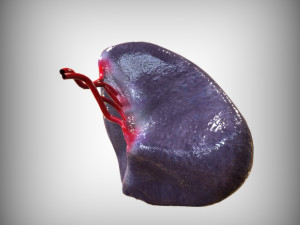 Human Spleen Model 3D