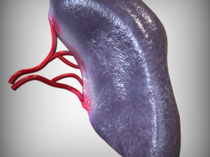 Human Spleen Model 3D