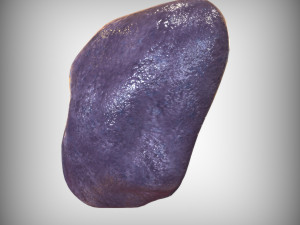 Human Spleen Model 3D