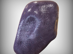 Human Spleen Model 3D