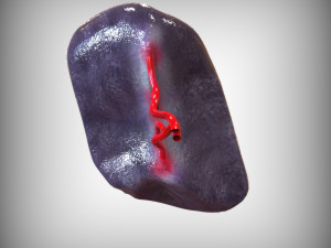 Human Spleen Model 3D