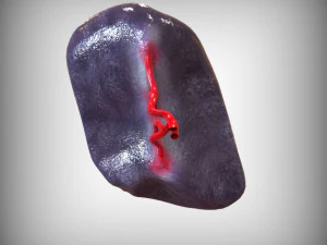 Human Spleen 3D Model