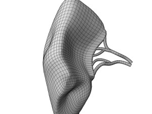 Human Spleen Model 3D