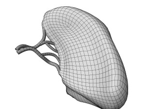 Human Spleen Model 3D